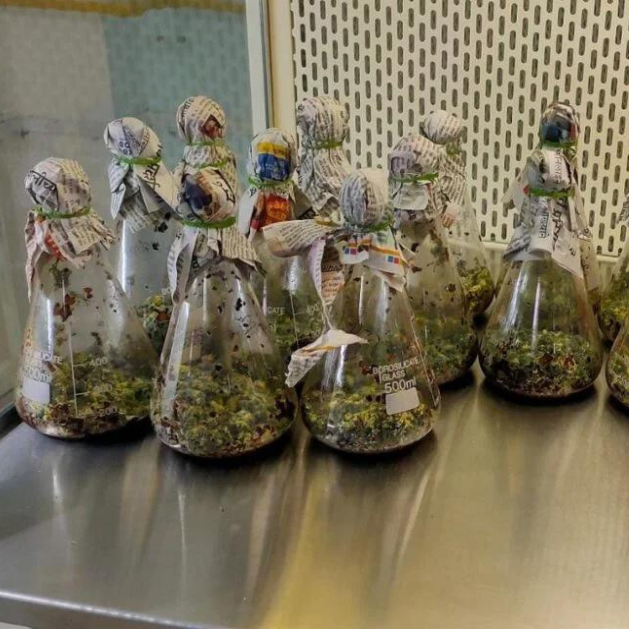 Mass Production Of Trichoderma